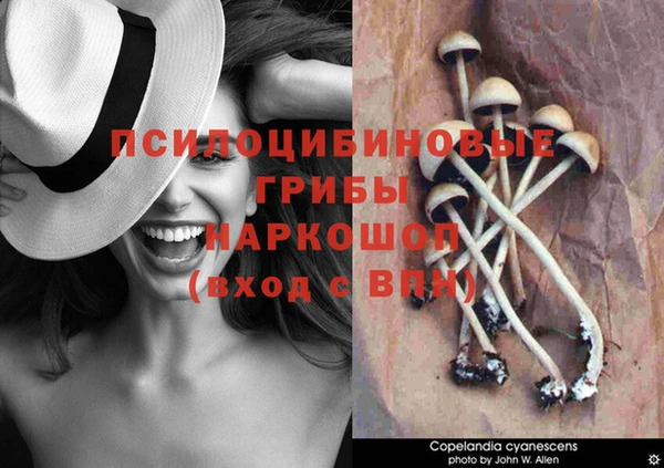 гашик Алексин